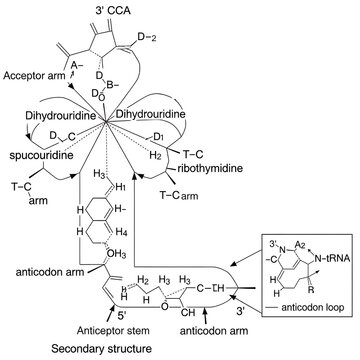 Black and White Transfer Rna Secondary Structure Diagram on White Background
