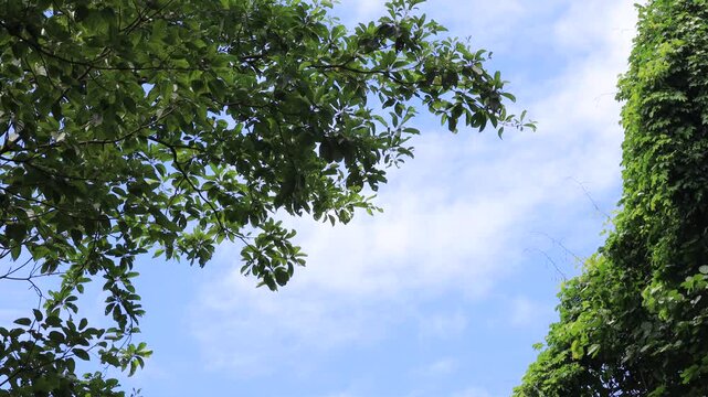 The video background features a natural landscape of a waterfall in a lush forest. Sam Lan Waterfall in Saraburi National Park boasts beautiful flowing water surrounded by diverse flora.