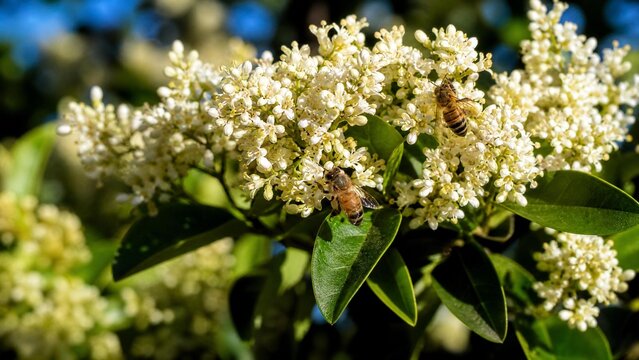 privet. Dense privet shrub blooming with tiny white flowers, bees collecting nectar. gardening catalogs, home-decor guides, designed for gardening and botanical catalogs, enhances decor appeal.