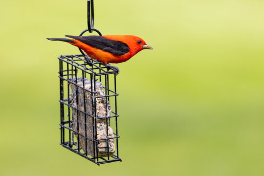 01527-00219 Scarlet Tanager (Piranga olivacea) male at suet basket Marion Co. IL