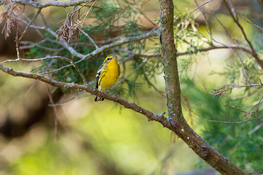 01474-00105 Blackburnian Warbler (Setophaga fusca) female Marion Co. IL