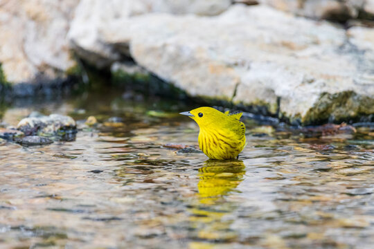 01482-00209 Yellow Warbler (Setophaga petechia) bathing Marion Co. IL