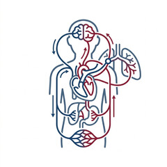 Naklejka premium Human Circulatory System Anatomy and Physiology Diagram.