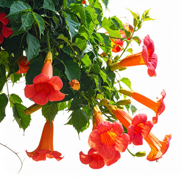Trumpet Vine Orange Red Blossoms with Green Foliage