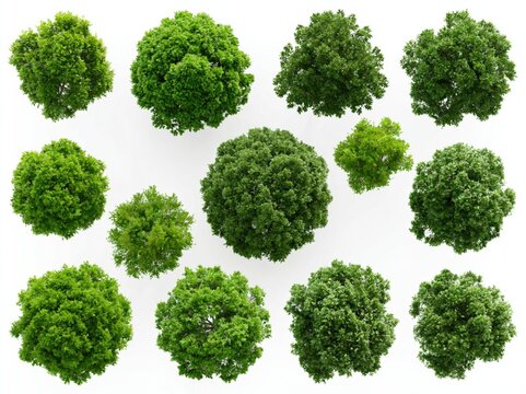 Collection of diverse green trees viewed from directly above, isolated on a clean white background