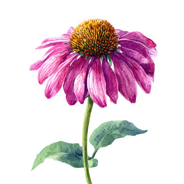 watercolor of Echinacea Flower, vector, isolated on a white background.
