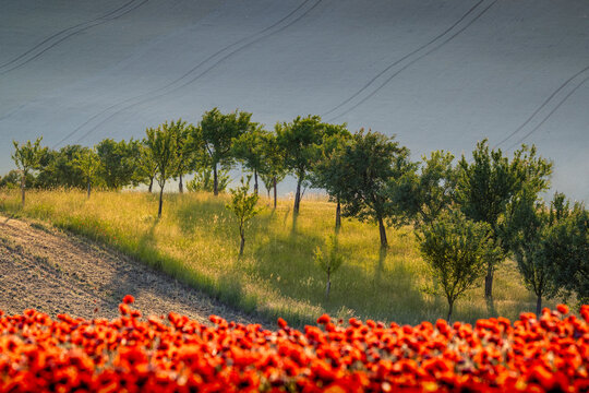 Blooming poppy field and bio strips in a sustainable agricultural landscape