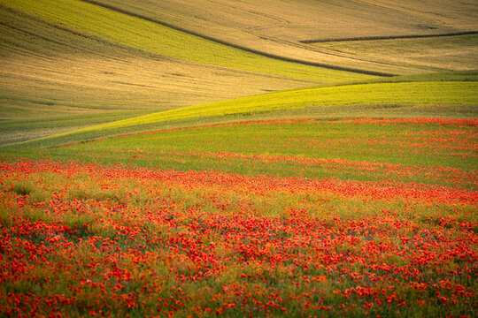 Blooming red poppies across rolling countryside fields in warm golden-hour light