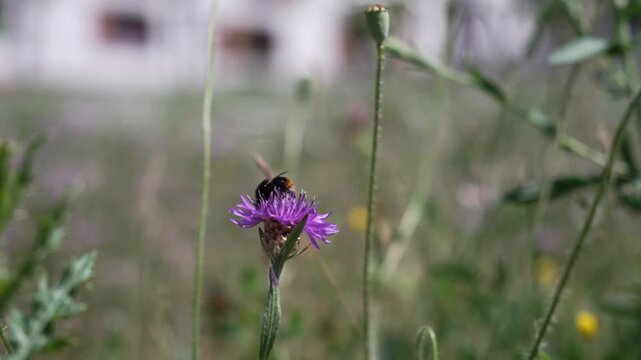 Honey Bee Collecting Nectar on Flower Close Up Video