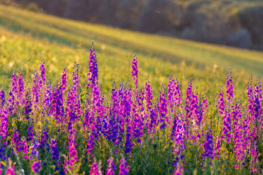 A blooming delphinium in a spring meadow in the evening light