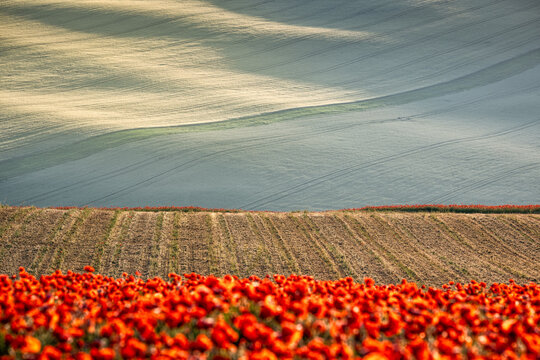 Blooming red poppies and rolling fields with dramatic shadows in a countryside