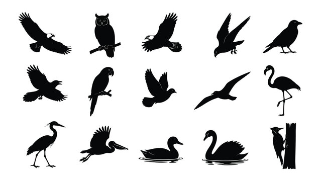 Collection of black silhouettes of various birds in flight and perched including herons swans and raptors isolated on white background for nature
