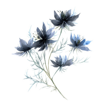 watercolor of Black Cumin, vector, isolated on a white background.