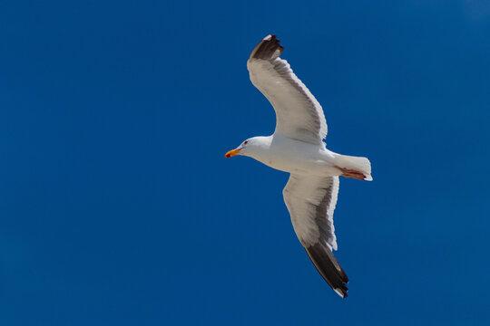 M&ouml;we im Gleitflug