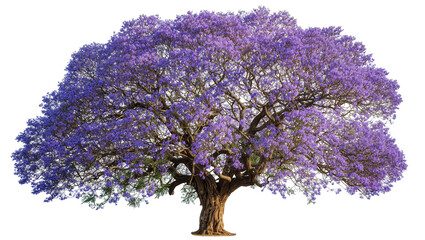 Mature jacaranda tree with abundant purple flowers, isolated on transparent background © Sorin