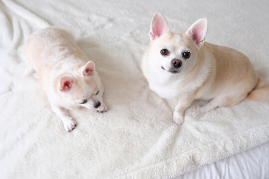 Two Adorable Chihuahua Dogs Sitting on a White Bed in a Bright Minimalist Bedroom