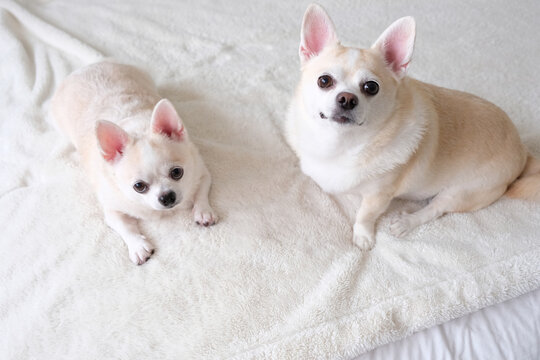 Two Small Companion Dogs Resting in a Cozy Bright Bedroom