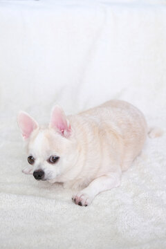 Chihuahua Dogs Looking at Camera on White Bedding with Natural Light
