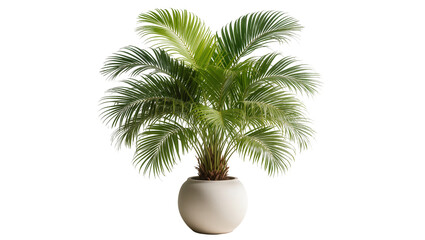 Fototapeta premium Lush green palm tree in a round white pot, isolated on transparent background