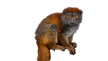 Fototapeta premium Red-fronted lemur with bright orange eyes, isolated on transparent background