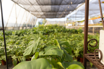 Monstera leaves are filling front of shaded nursery, with rust shelf and white ceramic pot © wavebreak3