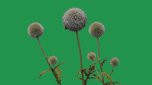 Globe thistle stems isolated on a green screen chroma key.