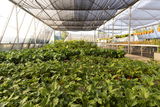 Potted plants are filling shade-house under mesh canopy with metal frames and paved aisle