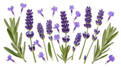 Purple lavender flowers and green rosemary sprigs arrangement © Gabriela