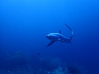 Fototapeta premium Shark