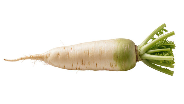 Daikon radish with green leafy tops and root