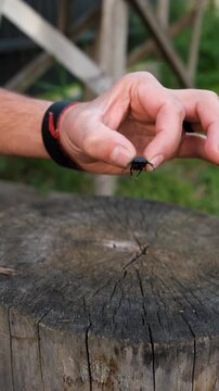 A stag beetle in the wild. Selective focus.