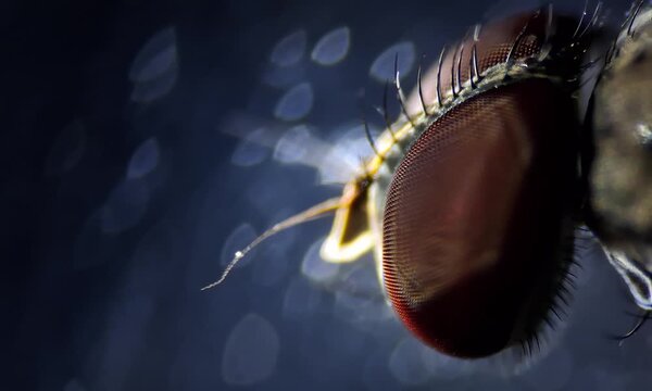 microscope image of a fly