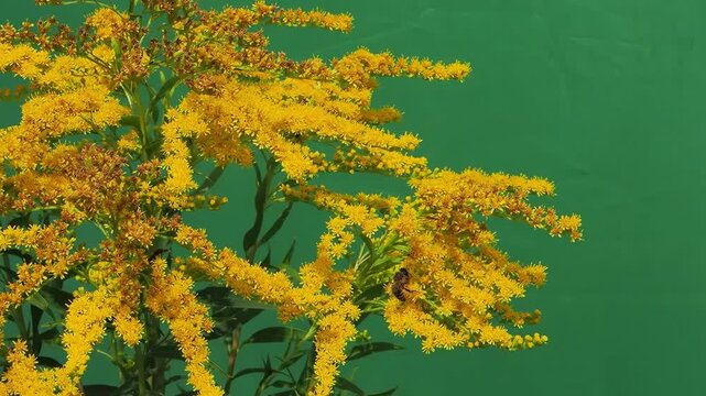 A bee on yellow goldenrod flowers on a green screen.