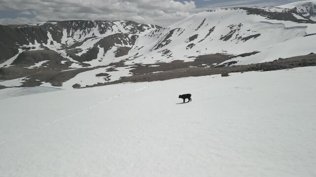 Low altitude drone approach shot of abandoned wild yak calf standing on snow patch in mountains. Helpless baby animal in wilderness. RAW flat profile uncorrected video footage.