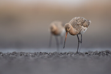 Fototapeta premium Shadows of the Tidal Flats