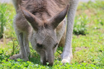 カンガルー © kosumi
