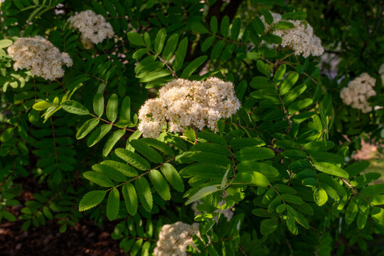 Dense clusters of creamy white flowers blooming on European rowan (Sorbus aucuparia). Detailed foliage and inflorescences highlight an ornamental tree valued for urban planting, biodiversity, pollinat