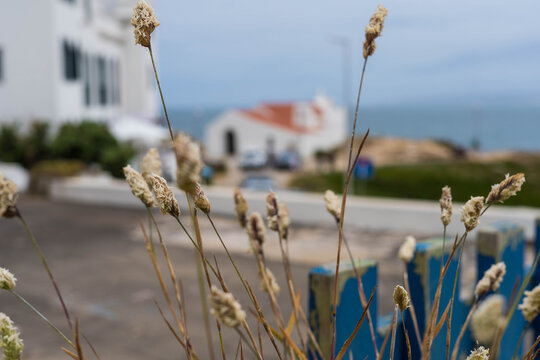 close up of plants in a coastal village.  Baleal, Peniche, Portugal