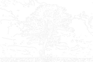 Fototapeta premium Single tall tree with dense foliage in a stylized line against a white background