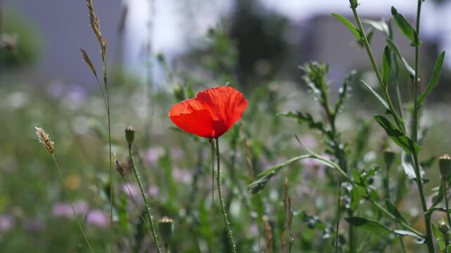 Red Flower Blooming in Natural Garden Close Up Video