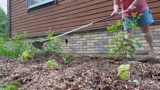 Backyard gardening work: a person using a metal rake to level and loosen mulched soil in a garden bed.
