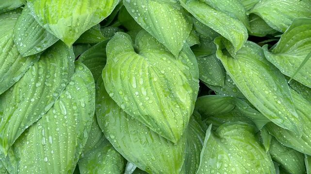 Close-up of green hosta leaves covered in water drops and morning dew after rain in a garden. 
