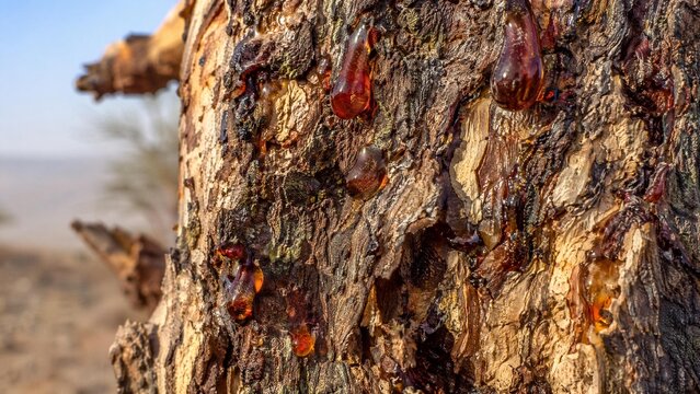Rough tree bark with glistening dark amber resin droplets.