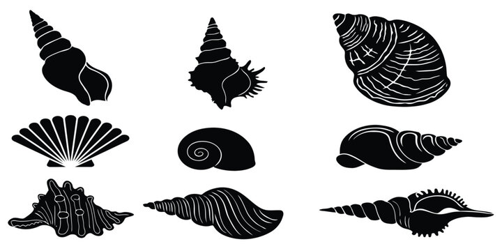 Seashell silhouette icon set featuring black vectors of marine conch scallop auger spiral and cockle shells for beach design