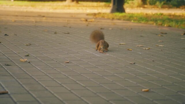 Red squirrel running across paved park path with fallen autumn leaves