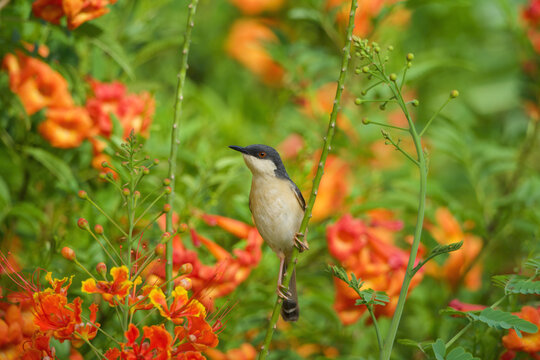 Common Tailorbird Perched Among Peacock Flower Blossoms