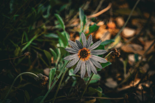 Close-up photograph of a daisy-like wildflower illuminated by soft natural light on a woodland floor. The delicate petals and vibrant center stand out against a dark, blurred background, creating a mo
