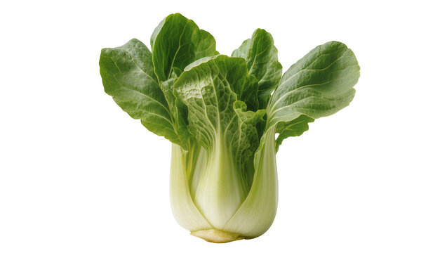 Fresh bok choy vegetable with green leaves and pale stems