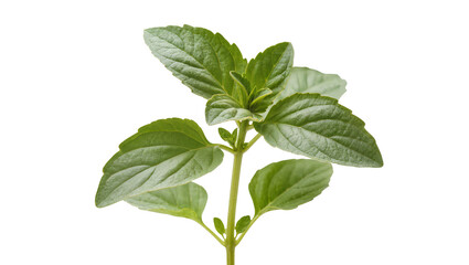 Fresh green basil herb plant with leaves and stem © Anna