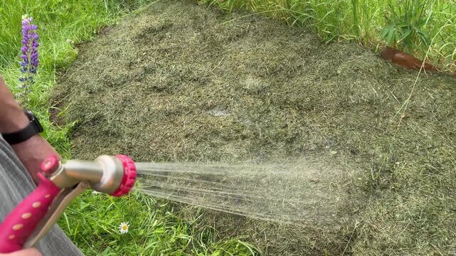 Close-up of a person watering a heap of mown grass with a garden hose spray nozzle to make compost.
